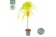 Acer palmatum Cascade Citrine ® 90 cm cm stam 