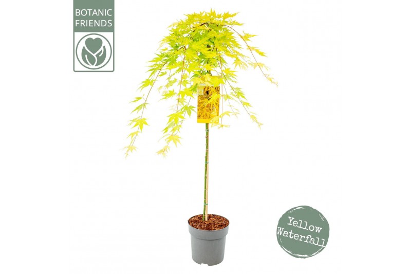 Acer palmatum Cascade Citrine ® 90 cm cm stam 