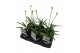 Agapanthus charlotte Agapanthus maat S Charlotte blauw. pot 12 cm 1 bl 