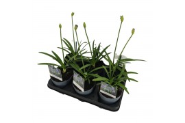 Agapanthus charlotte Agapanthus maat S Charlotte blauw. pot 12 cm 1 bl