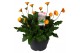 Gerbera garvinea mix geel 