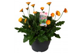Gerbera garvinea mix geel