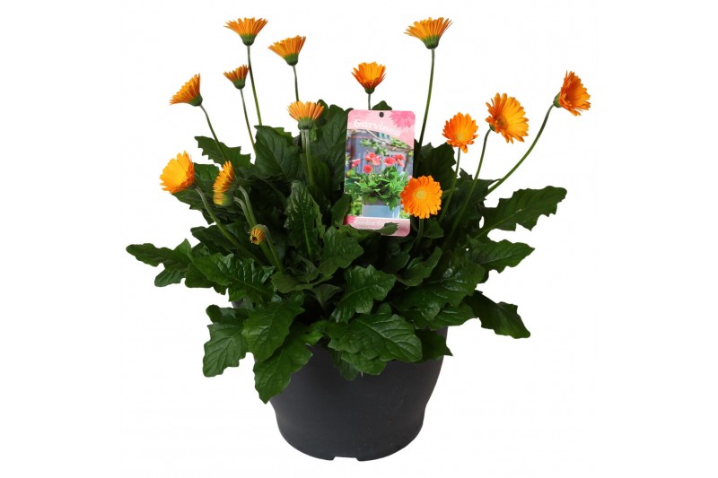 Gerbera garvinea mix geel 