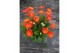Gerbera garvinea mix oranje 