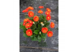 Gerbera garvinea mix oranje