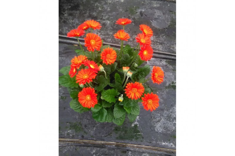 Gerbera garvinea mix oranje 