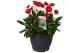Gerbera garvinea mix rood 