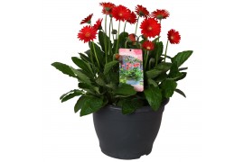 Gerbera garvinea mix rood