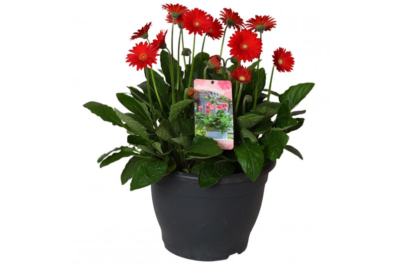 Gerbera garvinea mix rood 