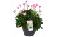 Gerbera garvinea mix rose 