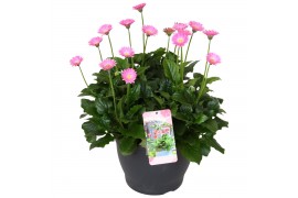 Gerbera garvinea mix rose