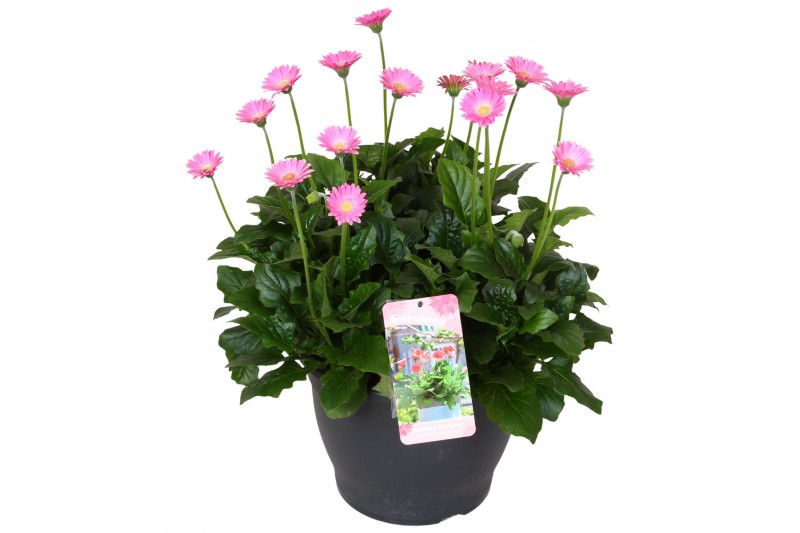 Gerbera garvinea mix rose 