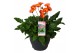 Gerbera garvinea mix twister 