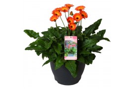 Gerbera garvinea mix twister