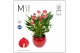 Anthurium andr. million flowers red lisa red 