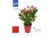 Anthurium andr. million flowers red Carolina Red | Waterreservoir 