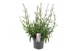 Verbena bonariensis Lollipop