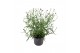 Verbena bonariensis Lollipop 