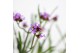 Verbena bonariensis Lollipop 