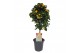 Lantana camara geel op stam 