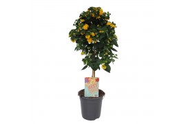 Lantana camara geel op stam
