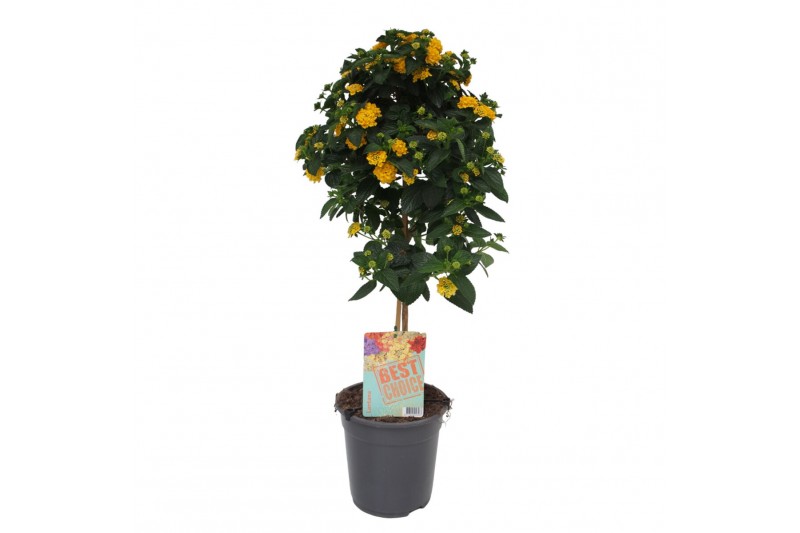 Lantana camara geel op stam 