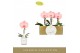 Phalaenopsis roze Singolo - Aquarello Flamingo - 1 bloem - Lazio White 