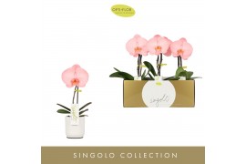 Phalaenopsis roze Singolo - Aquarello Flamingo - 1 bloem - Lazio White
