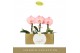 Phalaenopsis roze Singolo - Aquarello Flamingo - 1 bloem - Lazio White 