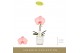 Phalaenopsis roze Singolo - Aquarello Flamingo - 1 bloem - Lazio White 