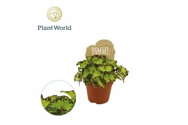 Begonia blad magic colours jive Begonia rex Jive 8,5cm 3 pp