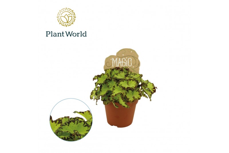 Begonia blad magic colours jive Begonia rex Jive 8,5cm 3 pp Begonia blad magic colours jive Begonia rex Jive 8,5cm 3 pp