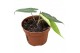 Alocasia sulawesi green carpet 