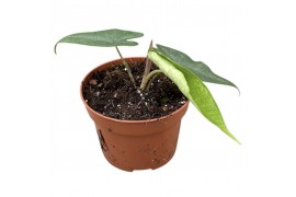 Alocasia sulawesi green carpet