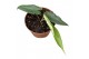 Alocasia sulawesi green carpet 