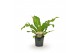 Asplenium nidus 
