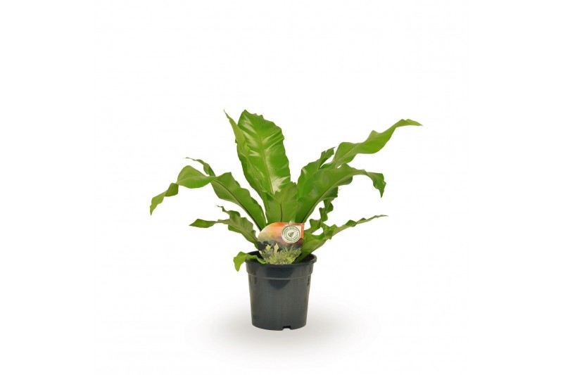 Asplenium nidus 