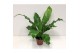 Asplenium nidus 