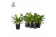 Asplenium nidus Air So Pure 