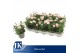 Dianthus oscar white and red Bicolor 
