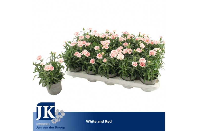Dianthus oscar white and red Bicolor 