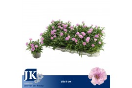 Dianthus souper trouper ilka Milka