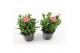Dianthus oscar white and red Bicolor 