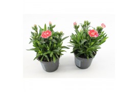 Dianthus oscar white and red Bicolor