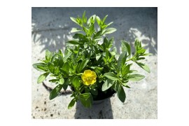 Calibrachoa compact minifamous lemon yellow Calibrachoa MiniFamous® Do