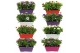 Osteospermum margarita mix in duobak gemengd 