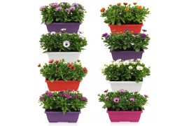 Osteospermum margarita mix in duobak gemengd