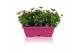 Osteospermum margarita mix in duobak gemengd 