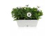 Osteospermum margarita mix in duobak gemengd 