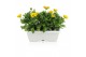 Osteospermum margarita mix in duobak gemengd 